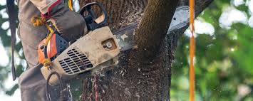 Best Hazardous Tree Removal  in Fort Belvoir, VA