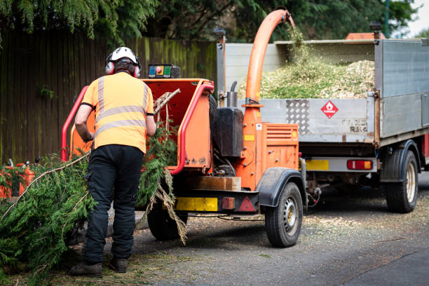 Best Emergency Tree Removal  in Fort Belvoir, VA