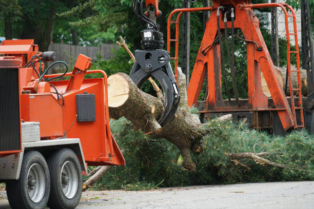 Best Utility Line Clearance  in Fort Belvoir, VA