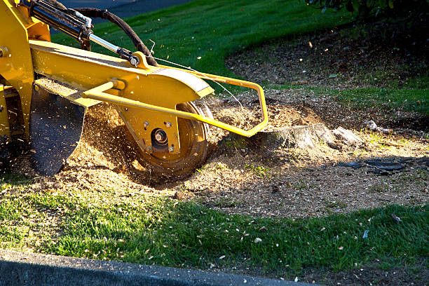 How Our Tree Care Process Works  in  Fort Belvoir, VA