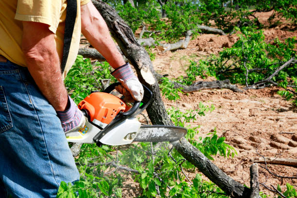 Best Tree Removal  in Fort Belvoir, VA