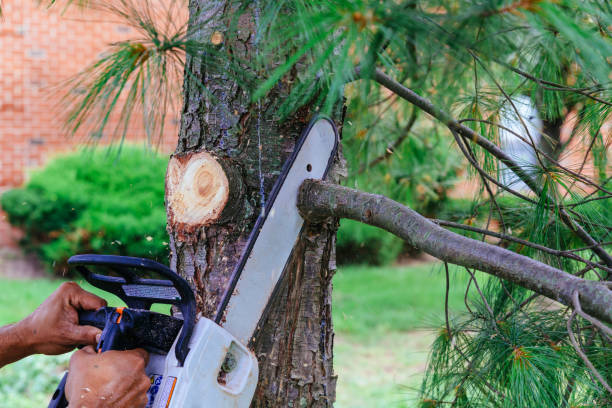 Best Tree Disease Treatment  in Fort Belvoir, VA